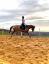 KWPN - hongre, 15 ans