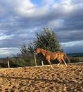 KWPN - hongre, 15 ans