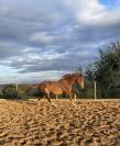 KWPN - hongre, 15 ans