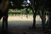 Pension Chevaux 