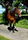 Merrie Franse draver  Te koop 2020 Donker bruin / bai