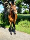 Merrie Franse draver  Te koop 2020 Donker bruin / bai