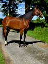 Merrie Franse draver  Te koop 2020 Donker bruin / bai