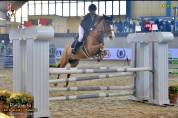 Vendo pony da salto del 2010