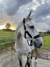 A vendre cheval amateur élite