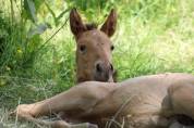 Poulain Pure race espagnole