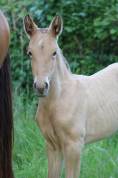 Poulain Pure race espagnole