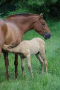 Poulain Pure race espagnole