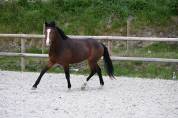 PFS Mâle de sport de 4 ans 