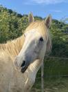 Ponette Connemara 