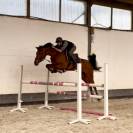 Caballo castrado Zangersheide En venta 2020 Bayo