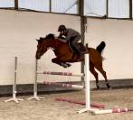 Caballo castrado Zangersheide En venta 2020 Bayo