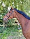Caballo castrado Zangersheide En venta 2020 Bayo