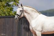 Etalon PRE Pure Race Espagnole A vendre 2010 Gris par Armas Tarugo