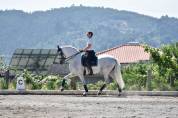 Etalon PRE Pure Race Espagnole A vendre 2010 Gris par Armas Tarugo