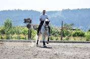 Etalon PRE Pure Race Espagnole A vendre 2010 Gris par Armas Tarugo