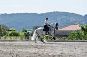 Etalon PRE Pure Race Espagnole A vendre 2010 Gris par Armas Tarugo