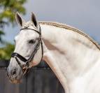 Etalon PRE Pure Race Espagnole A vendre 2010 Gris par Armas Tarugo
