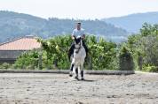 Etalon PRE Pure Race Espagnole A vendre 2010 Gris par Armas Tarugo