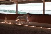 Etalon PRE Pure Race Espagnole A vendre 2010 Gris par Armas Tarugo