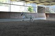 Etalon PRE Pure Race Espagnole A vendre 2010 Gris par Armas Tarugo