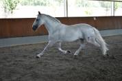 Etalon PRE Pure Race Espagnole A vendre 2010 Gris par Armas Tarugo