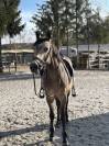 Poney connemara à vendre 