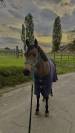 Poney connemara à vendre 