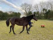 Cheval pure sang hongre