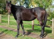 Cheval pure sang hongre