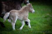 Veulen (ml) Shetland Te koop 2025 Palomino ,  KEL STAR DU CENTAURE