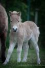 Veulen (ml) Shetland Te koop 2025 Palomino ,  KEL STAR DU CENTAURE