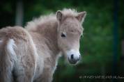 Veulen (ml) Shetland Te koop 2025 Palomino ,  KEL STAR DU CENTAURE