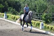 Hongre PRE Pure Race Espagnole A vendre 2021 Gris par Cascabel G