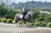 Hongre PRE Pure Race Espagnole A vendre 2021 Gris par Cascabel G