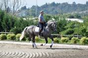 Hongre PRE Pure Race Espagnole A vendre 2021 Gris par Cascabel G
