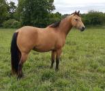 Quarter Horse hongre 3 ans Isabelle / buckskin