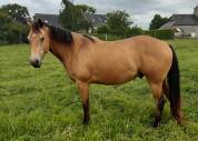 Quarter Horse hongre 3 ans Isabelle / buckskin