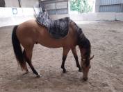 Quarter Horse hongre 3 ans Isabelle / buckskin