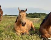 Quarter Horse hongre 3 ans Isabelle / buckskin