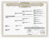 Quarter Horse hongre 3 ans Isabelle / buckskin