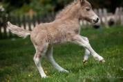 Veulen (ml) Shetland Te koop 2025 Palomino ,  KEL STAR DU CENTAURE