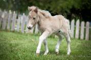 Veulen (ml) Shetland Te koop 2025 Palomino ,  KEL STAR DU CENTAURE