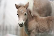 Veulen (ml) Shetland Te koop 2025 Palomino ,  KEL STAR DU CENTAURE