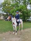 Pie 4 ans cso
