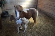 Poulain mâle shetland oc