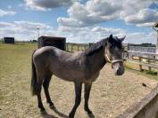 Poulain de 2 ans et demi 
