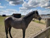 Poulain de 2 ans et demi 