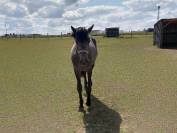 Poulain de 2 ans et demi 