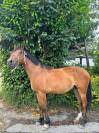 Malo - Hongre - 3ans 